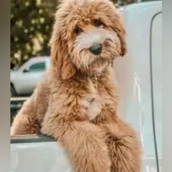 Best Goldendoodle Dad Ever 11oz. Coffee Mug Cup NWT Great Gift Brand New - Picture 5 of 7